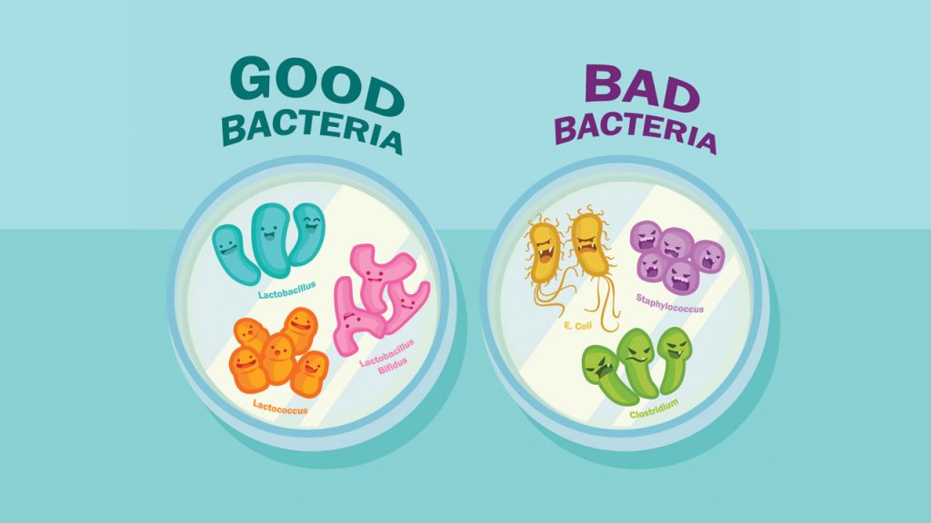 باکتری های مفید و مضر